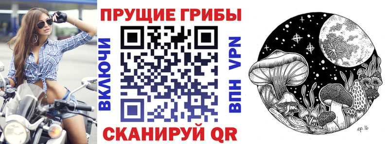 Купить где  Порхов  Галлюциногенные грибы Psilocybine cubensis 
